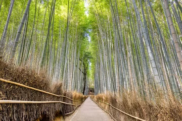 Japan - Kyoto 21 November 2024: Bamboo forest in Kyoto, Japan.