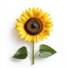 Obraz premium Bright Single Sunflower on White Background with Green Leaves