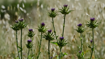 wild plants, wild thorn photos
