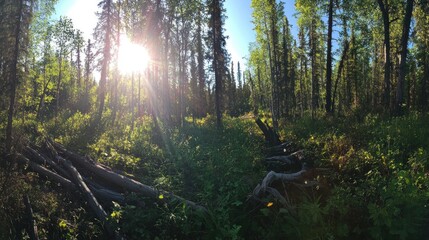 Sunlit Boreal Forest Path