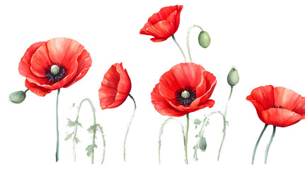 Obraz premium Watercolor Red Poppies Wildflower Set Isolated on Transparent Background