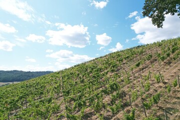 Fototapeta premium default