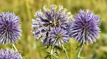 plants growing in natural areas. natural thorn photos.