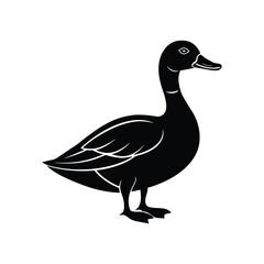duck isolated on white background