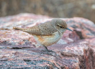 Rock Wren