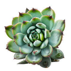 Close-Up of Vibrant Succulent Plant – Minimalist on Transparent Background