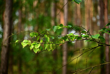 Liście brzozy © Stefan