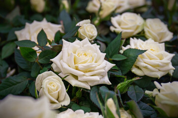 roses tea-hybrid Madame anisette, pink tea roses on a green background. Floral background, close-up