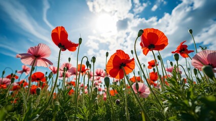 Obraz premium Vibrant Red and Pink Poppies in a Sunny Field, Stunning Low Angle View of Blooming Flowers Under a Blue Sky