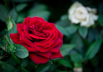 Artistic photo of a red rose Bud, on a natural blurred background. Close up. For design, texture, and background.