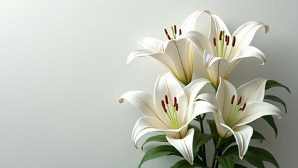 Obraz premium Majestic White Trumpet Lilies, Elegant Floral Image with Pristine Background
