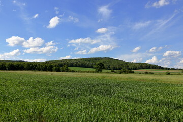 Green wheat field.