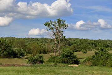 Fototapeta premium The lonely tree.