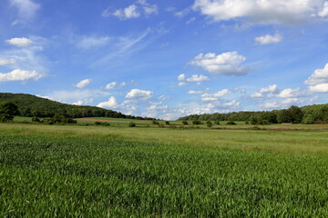 Green wheat field.