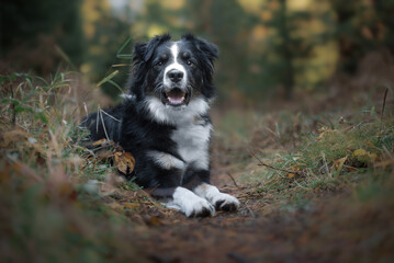 Happy Trail Border Collie