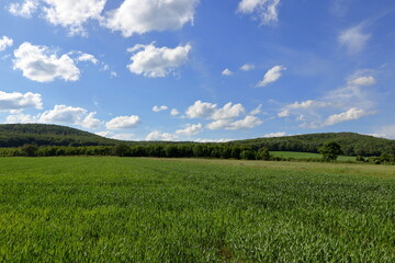 Green wheat field.