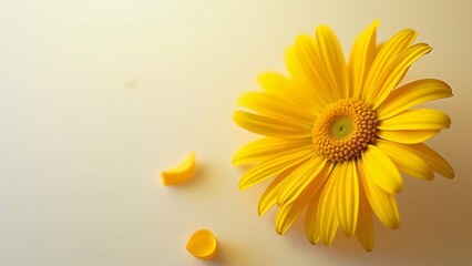 Vibrant Yellow Daisy Flower with Petals on Beige Background, Close-up Macro Photography of a Single Bloom
