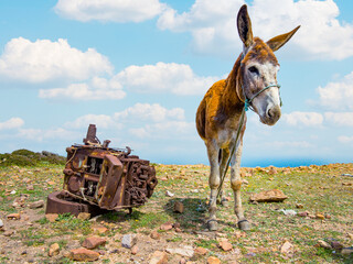 donkey in tunesia is parked at the field and fixed with a line saved at an old rotten car engine