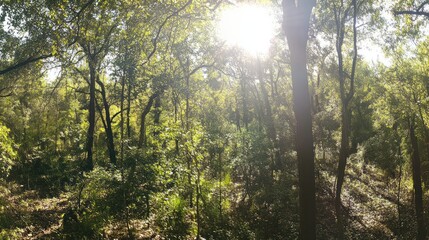 Sunlit Forest Path: A Tranquil Woodland Escape