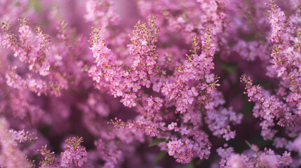 Beautiful pink flowering plants in a vibrant garden during springtime