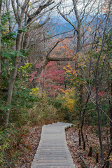 高尾山頂付近から見下ろす稲荷山コース