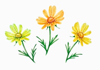 Set watercolor botanical illustration isolated  yelllow flowers with green stems and leaves on a white background. Great for spring design and decor, cards, prints, cover, painting.