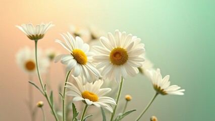 Obraz premium Whimsical Daisy Bouquet, Pastel Ombre Background, Delicate Flowers, Elegant Arrangement
