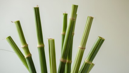 Fototapeta premium Fresh Green Sugarcane Stalks Cut Ends Natural Background.