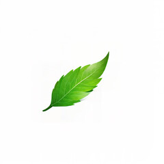Obraz premium Single leaf green background white