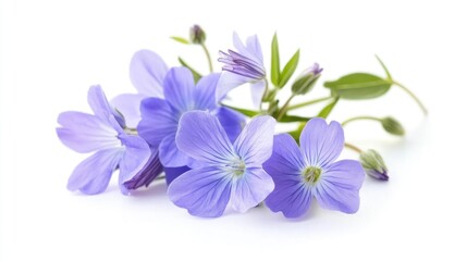 Obraz premium Delicate purple wildflowers on a clean white background showcasing natural beauty and elegance in floral design and photography.