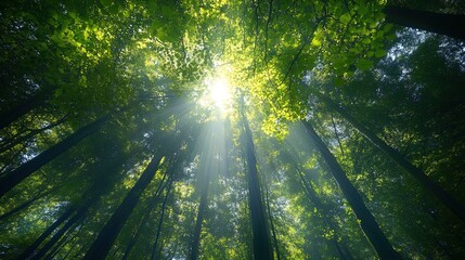 Obraz premium A breathtaking view of a dense forest taken from the ground looking up towards the canopy, where sunlight beams through the lush green leaves. The contrasting shadows of the tall trees create a calmin