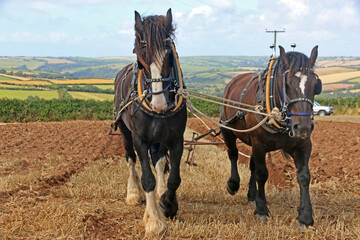 Shire horses pulling a plough