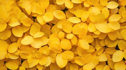Vibrant close-up of yellow berberis flowers creating a stunning floral background in a garden setting. Perfect for nature-themed projects.