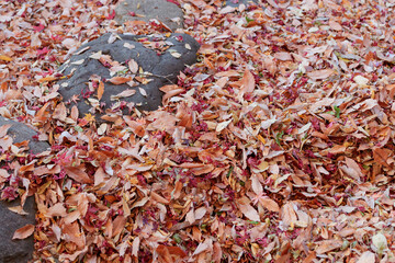 明るめの茶色い落ち葉と岩