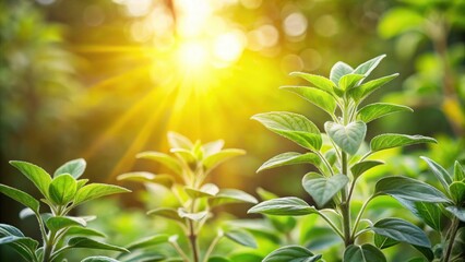 Obraz premium Radiant Sunrise Illuminating Lush Green Foliage in a Vibrant Garden