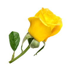single yellow rose flower