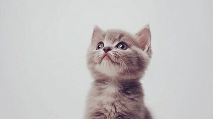 Charming close up of a lilac tabby British kitten gazing upwards against a clean white background capturing its adorable features in a studio setting