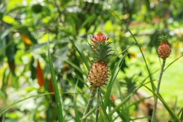 Fresh young pineapple Ananas comosus growing on a plant in a tropical garden, Phuket, Thailand. Sustainable agriculture, organic farming