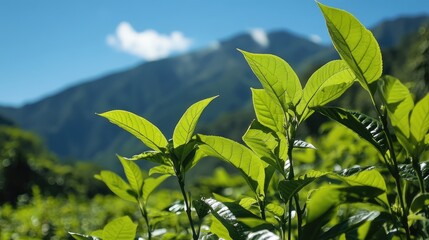Fototapeta premium Coca leaves thriving in lush mountainous landscape under bright blue sky and sunlight