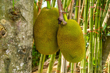 Ripe jackfruits Artocarpus heterophyllus growing on a tree in a tropical garden, Phuket, Thailand....