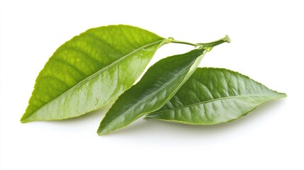 Fresh citrus leaves on white background showcasing vibrant green hues and natural textures for culinary or herbal design use.