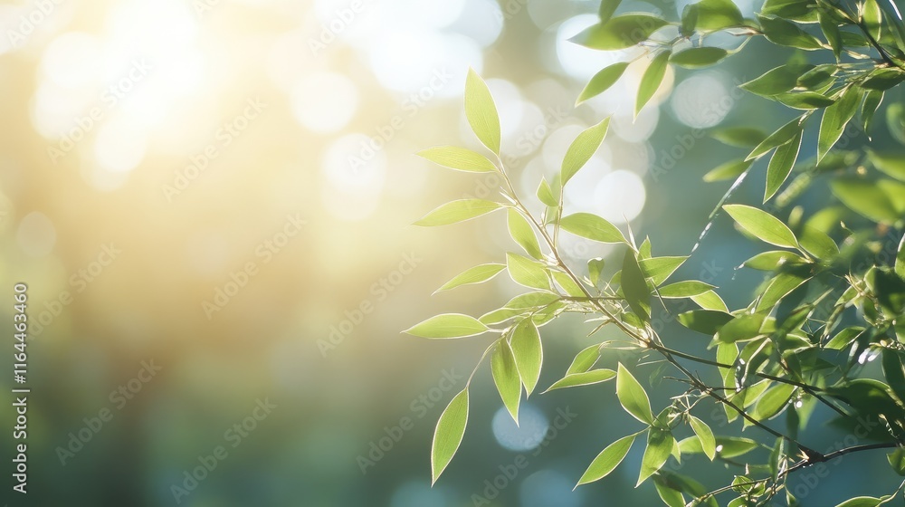 Poster bamboo branches with soft sunlight and blurred background creating ideal space for text and nature-t