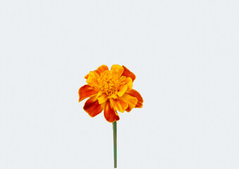 yellow  flower ,  ornge  flower with white back ground