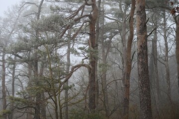 Fototapeta premium Pines on the Weather side