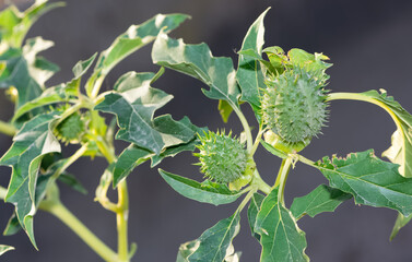 Photos of native plants, flowers and thorns.