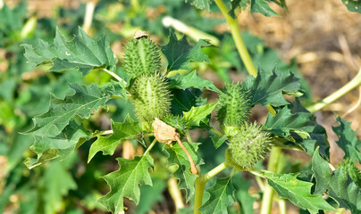 Photos of native plants, flowers and thorns.