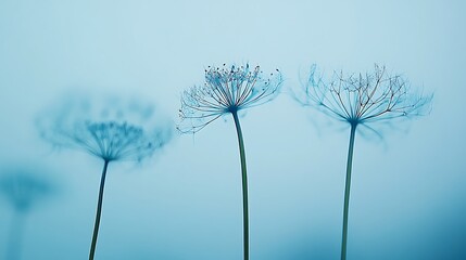 Three Dried Flower Stems Against A Blue Sky