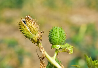 Photos of native plants, flowers and thorns.