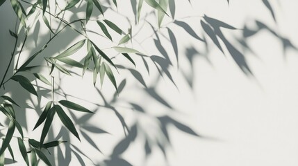 Bamboo Leaves Casting Shadows on a White Wall Soft Natural Light Background with Greenery Emphasizing Tranquility and Freshness