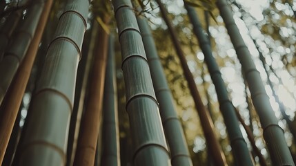 Fototapeta premium Low angle view of a lush bamboo forest showcasing tall green and brown trunks under soft sunlight for a serene natural ambiance